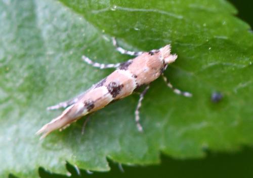Réf. 301 578 : Phyllonorycter trifasciella
